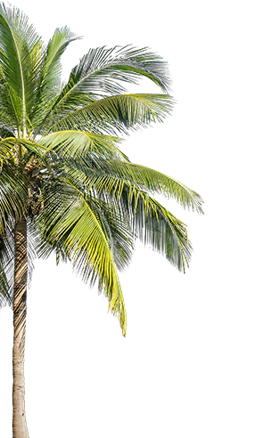 Lush, green palm tree.